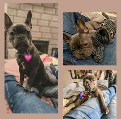 Französische Bulldoggen-Beitrag-Bild