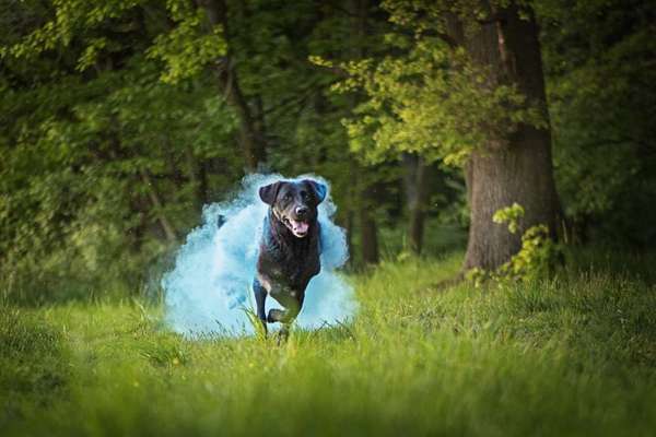 Photoshop und Co.-Beitrag-Bild