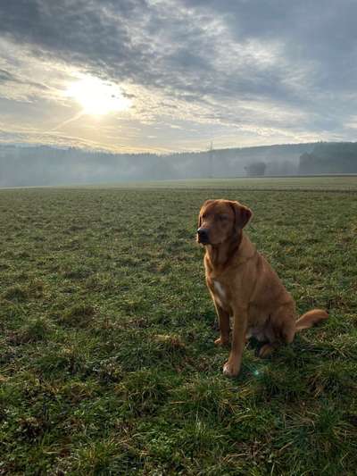 Labradorfans-Beitrag-Bild