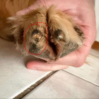 Kralle ein Stück zu kurz geschnitten-Beitrag-Bild