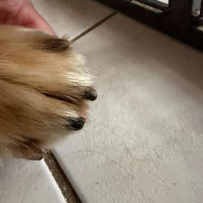 Kralle ein Stück zu kurz geschnitten-Beitrag-Bild