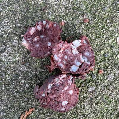 Köder oder harmlos?-Beitrag-Bild