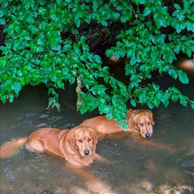 Hundetreffen-Spieltreffen-Bild