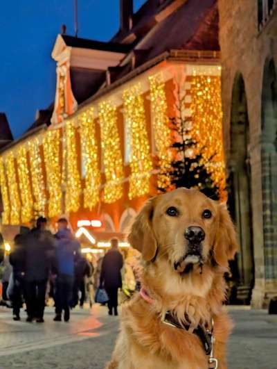 ✨ Hunde auf Weihnachtsmärkten – ja oder nein? ✨-Beitrag-Bild