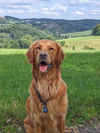 Hundetreffen-Gassirunden-Bild