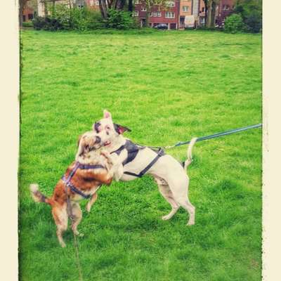 Bilder Hund und andere Tiere-Beitrag-Bild