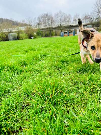 Hundetreffen-Welpentreffen in Eschweiler-Bild