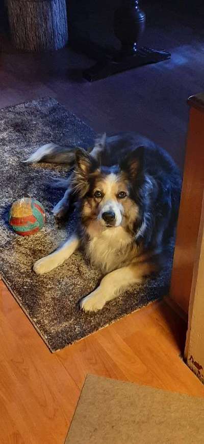 Die besten Hundeblicke 🐾❤️-Beitrag-Bild