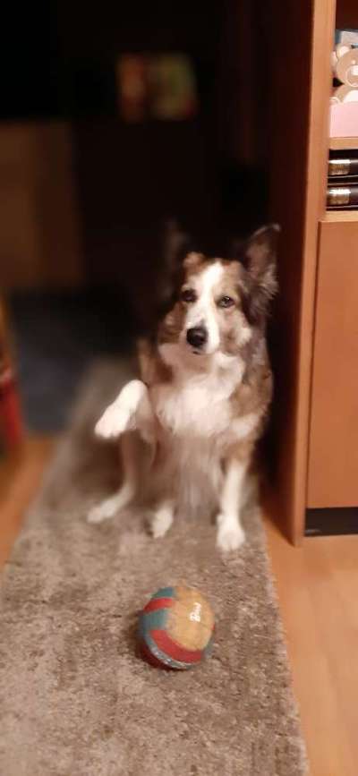 Dogorama Photo Challenge - Tricks, Tricks & Tricks!-Beitrag-Bild