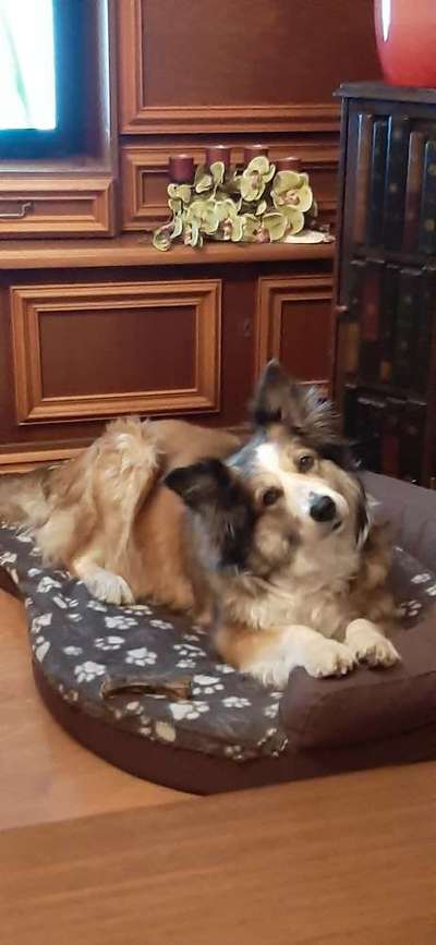 Zeigt her eure Junghunde :)-Beitrag-Bild