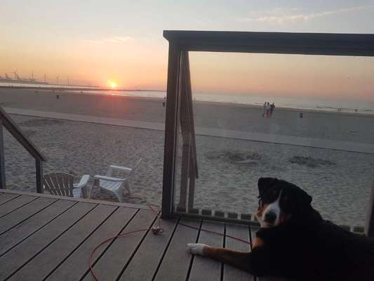 Die Dogorama Wochen Challenge-Beitrag-Bild