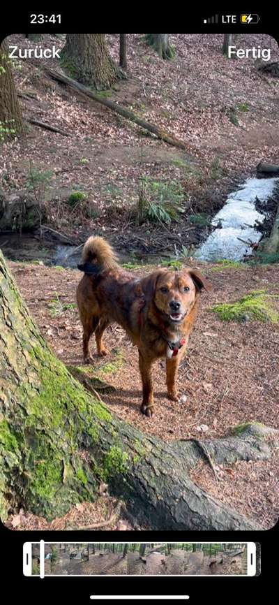 Hundetreffen-Spielkameraden gesucht-Bild