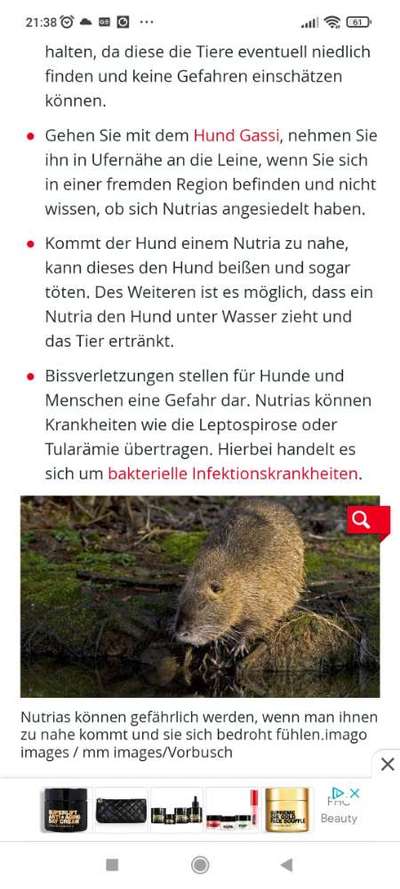 Rattenbiss/ Nutria-Beitrag-Bild