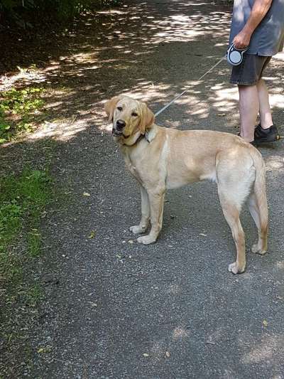 Die Dogorama Kalender Challenge Titelbild-Beitrag-Bild