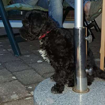 Hundetreffen-Sozialisierung Welpe-Bild