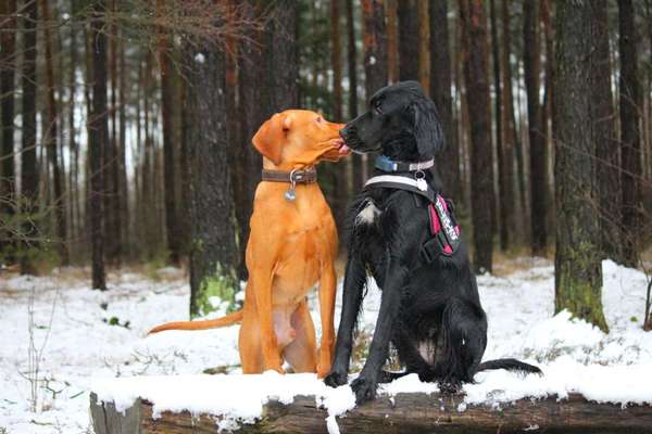 Die Dogorama Wochen Challenge "Friends will be Friends"-Beitrag-Bild