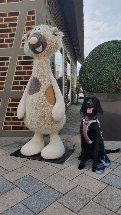 Englisch Setter?-Beitrag-Bild