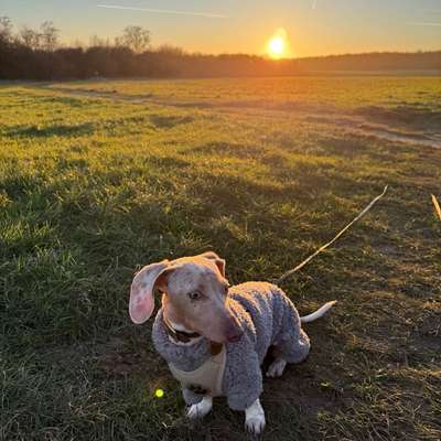 Hundetreffen-Kleiner Spielfreund gesucht-Bild