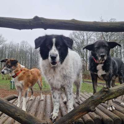 Hundetreffen-Hunderunde Holthausen