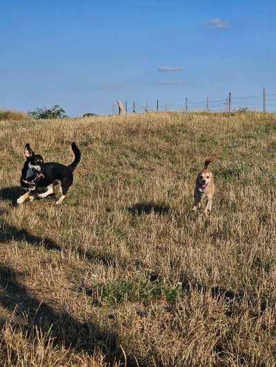 Hundetreffen-Hundezone Retz-Bild