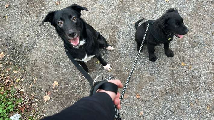 Hundetreffen-Wolfen Umgebung-Bild