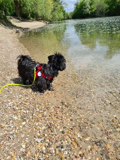 Dogorama-Monats-Challenge-Mai "Wasser"-Beitrag-Bild