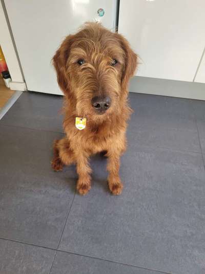 Labradoodle gesucht-Beitrag-Bild