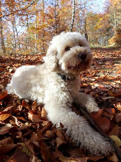 Goldendoodle?-Beitrag-Bild