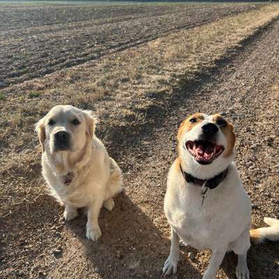 Hundetreffen-Hundekontakte/Spielerunde-Bild