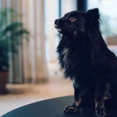 Challenge 23 : "  Euer Hund beim Frühlingserwachen "-Beitrag-Bild