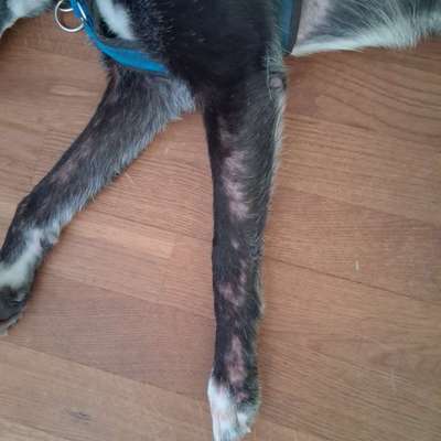 Demodexmilben oder Allergie?-Beitrag-Bild