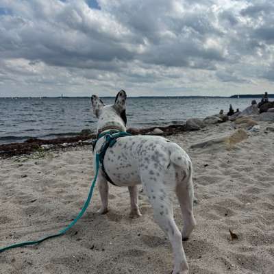 Hundetreffen-Gemeinsames trainieren und spielen-Bild