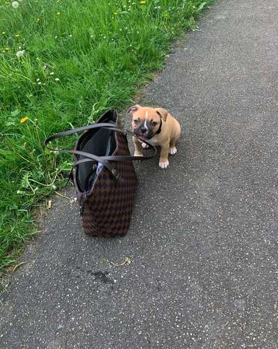 Dein Hund im Dogorama-Kalender 2021-Beitrag-Bild