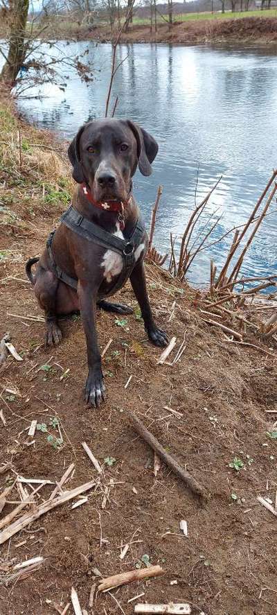 Rhodesian Ridgeback-Beitrag-Bild