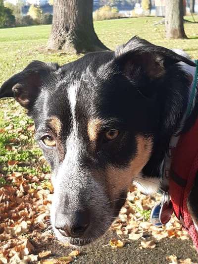 Labradorfans-Beitrag-Bild