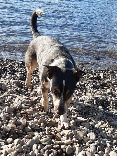 Labradorfans-Beitrag-Bild