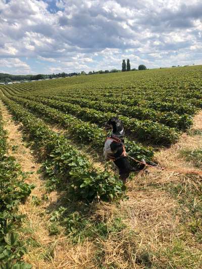 Hund aus dem Spanischen Tierschutz-Beitrag-Bild