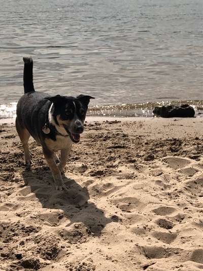 Hund aus dem Spanischen Tierschutz-Beitrag-Bild