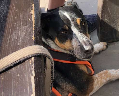 Hund aus dem Spanischen Tierschutz-Beitrag-Bild