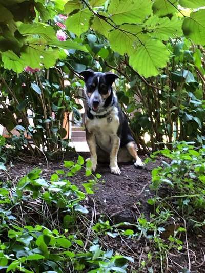 Hund aus dem Spanischen Tierschutz-Beitrag-Bild