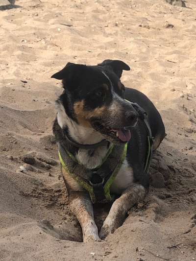 Hund aus dem Spanischen Tierschutz-Beitrag-Bild