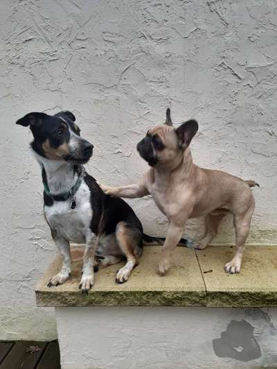 Bester Freund, Hundekumpel - zeigt her!-Beitrag-Bild