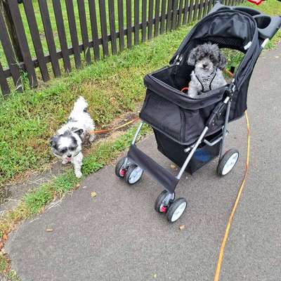 Hundetreffen-Gassirunden in Konz-Bild
