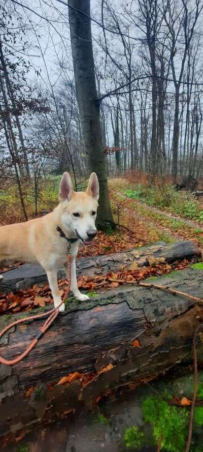 Zeigt mir eure Schäferhund Mischlinge :-)-Beitrag-Bild