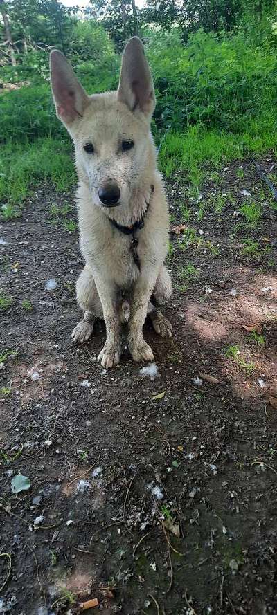 Zeigt mir eure Schäferhund Mischlinge :-)-Beitrag-Bild