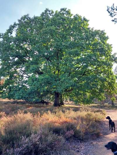 Dogorama Photo Challenge - Märchenwald-Beitrag-Bild
