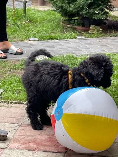 Welpen Bilder !-Beitrag-Bild