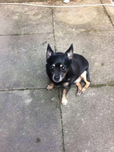 Unsere Fellnasen im Regenbogenland-Beitrag-Bild