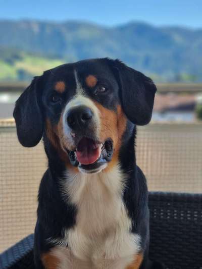 Schweizer Sennenhunde-Beitrag-Bild