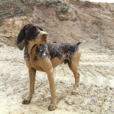 FOTOCHALLENGE 72 - Glücklicher Hund im Schmuddel-Look-Beitrag-Bild